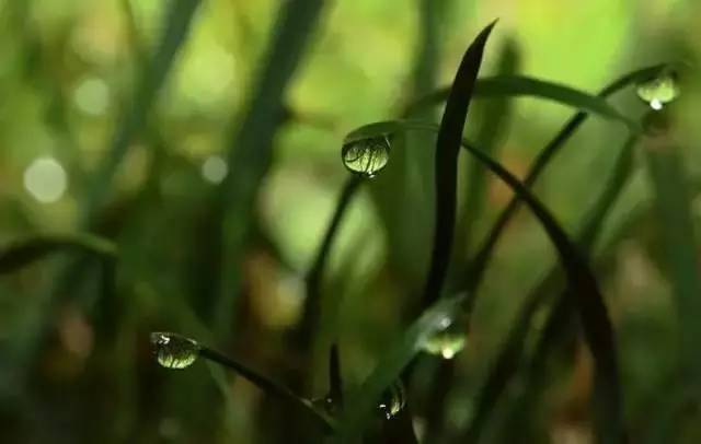 古人六养:水声养耳,绿草养目,书卷养心